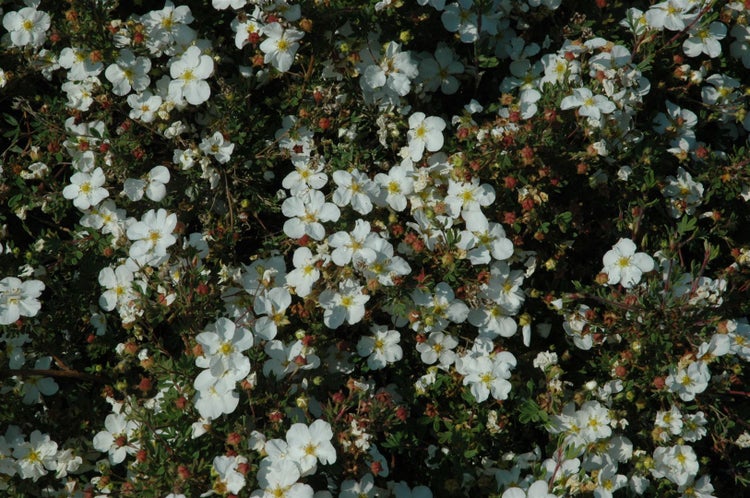 Potentilla 'weiss', Fingerstrauch, weiß, ca. 9x9 cm Topf
