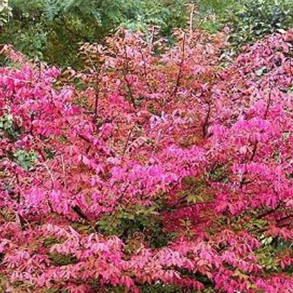 Ein brennender Busch mit Herbstlaub