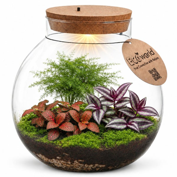 Ökosystem im Glas mit Pflanzen, Moos, Erde und LED-Beleuchtung im Korkdeckel, inklusive Etikett der Marke EcoWorld.