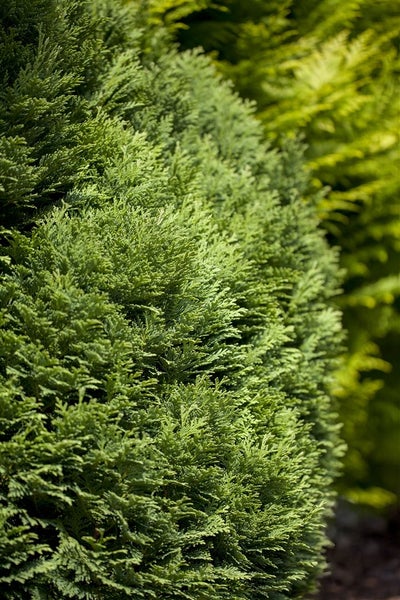 Chamaecyparis lawsoniana 'Minima Glauca', Zwergzypresse, blaugrün, 15–20 cm