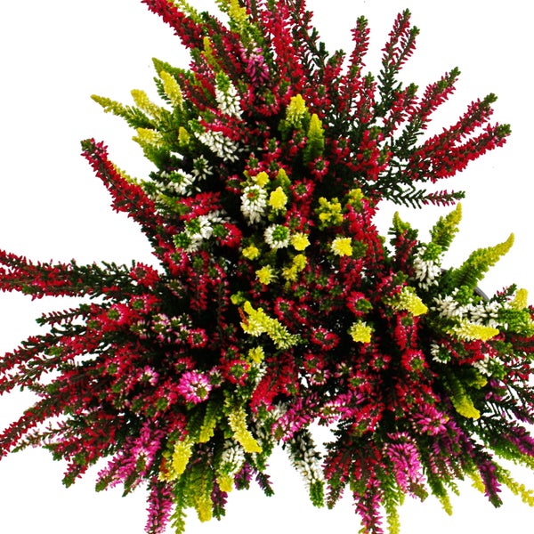 Bunte Besenheide Calluna vulgaris mit pinken, roten, weißen und gelben Blüten.