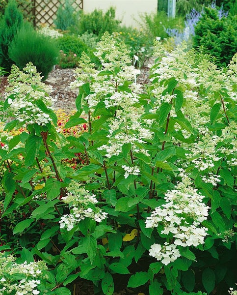 Hydrangea paniculata 'Unique', Rispenhortensie, weiß, 40–60 cm