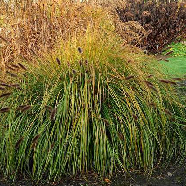Dekorative Grasart mit langen Halmen und Blütenständen im Garten.