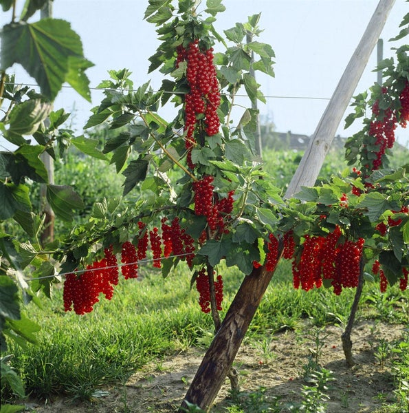 Ribes rubrum 'Rovada', Rote Johannisbeere, 30–40 cm