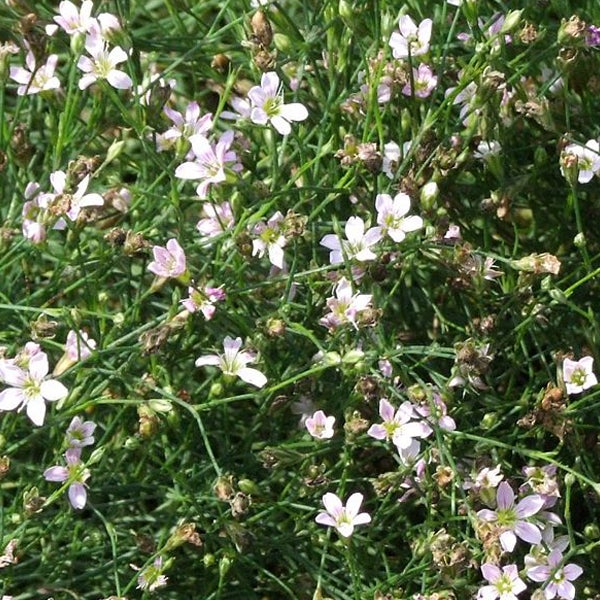 Büschel blühender Strand-Grasnelken im Bild