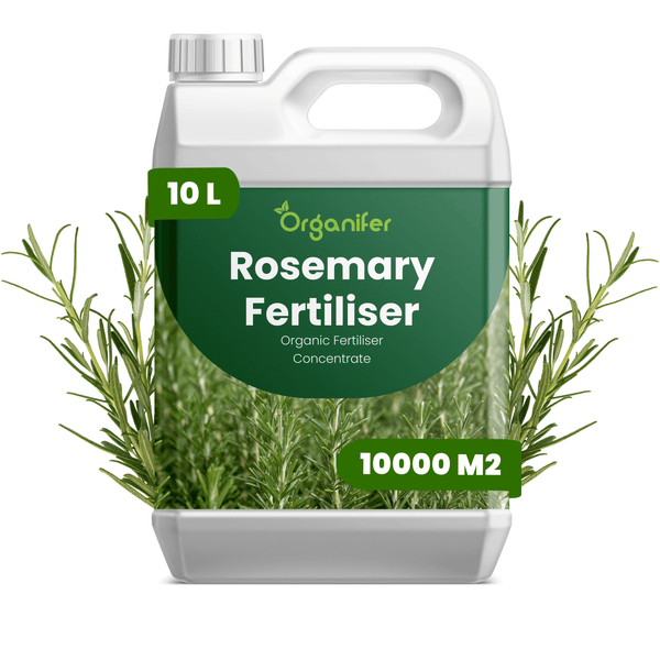 Organifer Rosmarindünger Konzentrat im 10 Liter Kanister für eine Fläche von bis zu 10000 Quadratmeter.
