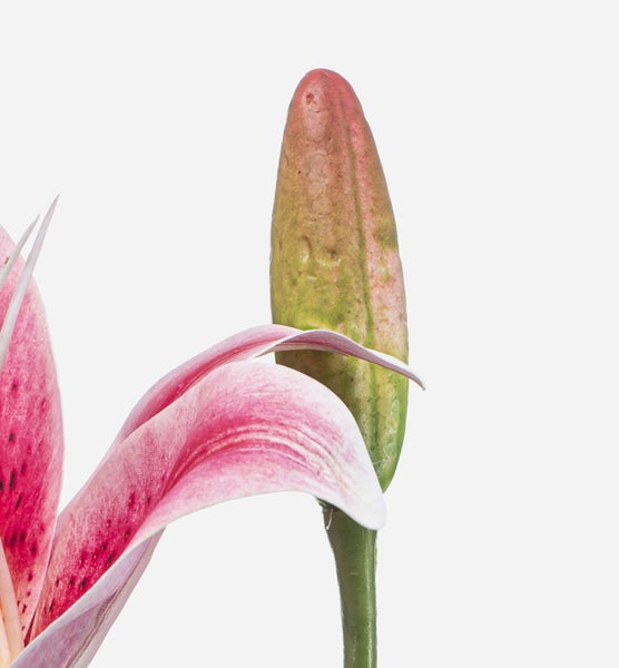 Nahaufnahme einer rosa Lilienknospe und eines geöffneten rosa Blütenblatts mit dunklen Punkten.