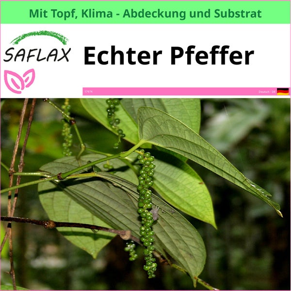 Saflax Echter Pfeffer Pflanze mit Topf, Klimaabdeckung und Substrat