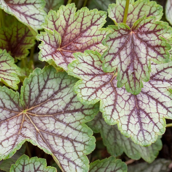 Nahaufnahme von Heuchera Blättern