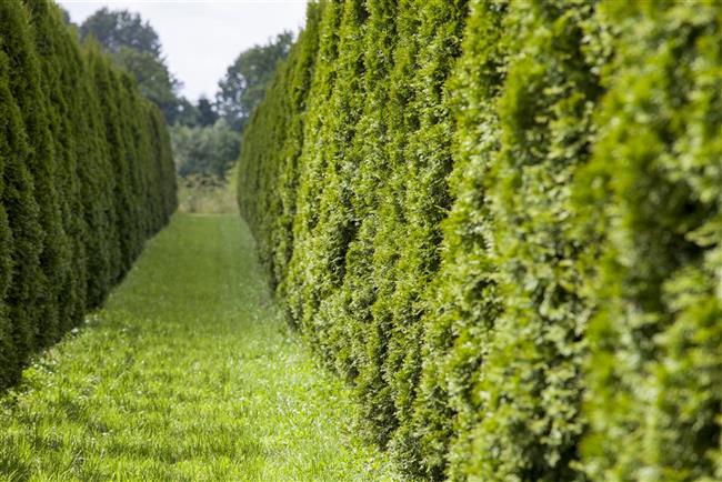 Thuja occidentalis 'Smaragd', Lebensbaum, immergrün, 80–100 cm