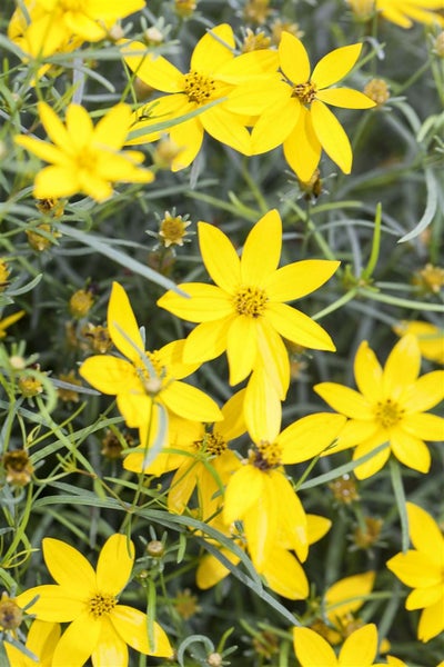 Coreopsis verticillata 'Zagreb', Mädchenauge, gelb, ca. 9x9 cm Topf