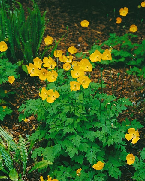 Meconopsis cambrica, Gelber Scheinmohn, ca. 9x9 cm Topf