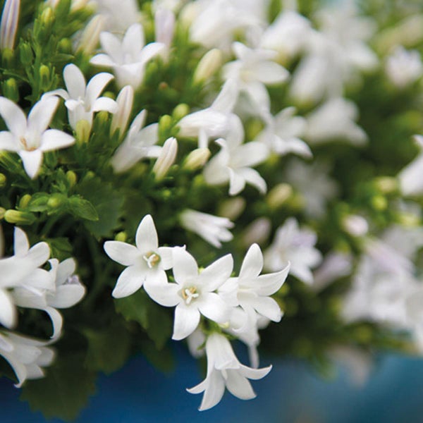 Nahaufnahme weißer Campanula Blüten mit grünen Knospen und Blättern.