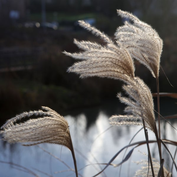 Bloomique - 3er Set - Miscanthus Sinensis - Blühendes Schilf - Ziergras - Gartenpflanzen - Winterhart - Höhe 10-20 cm - Topf 9x9 cm