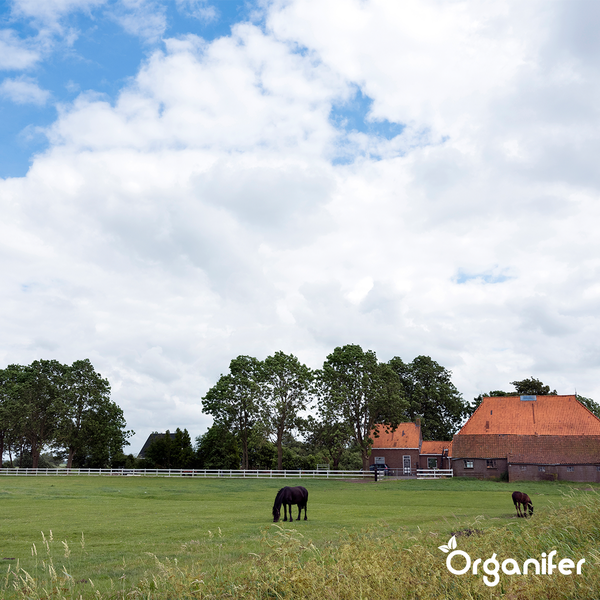 Landschaft mit Weide, Pferden und Bauernhaus