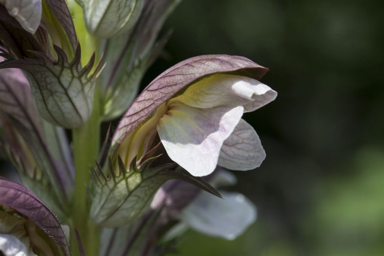 Acanthus hungaricus, Bärenklau, ca. 9x9 cm Topf, dekorativ