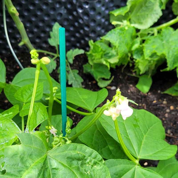 Nahaufnahme einer Bohnenpflanze mit Blüten und einem Pflanzenstab im Garten.
