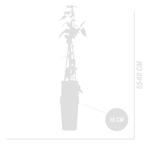 Bloomique - 2er-Set - Clematis Hagley Hybrid - Waldrebe - Rosa - Kletterpflanzen - Gartenpflanzen - Winterhart - Topf 15 cm - 70-80 cm hoch