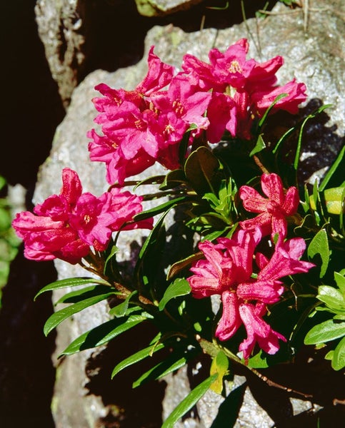 Rhododendron ferrugineum, Rostblättriger Rhododendron, rosa, 12–15 cm