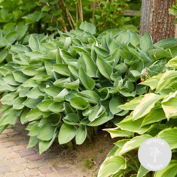 Hosta Sieboldiana 'Elegans' - Herzlilie - Staude - Winterhart – ⌀9 cm - ↕10-15 cm