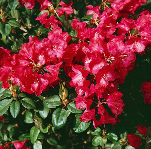 Rhododendron williamsianum 'Tromba', rosa Blüten, 40–50 cm