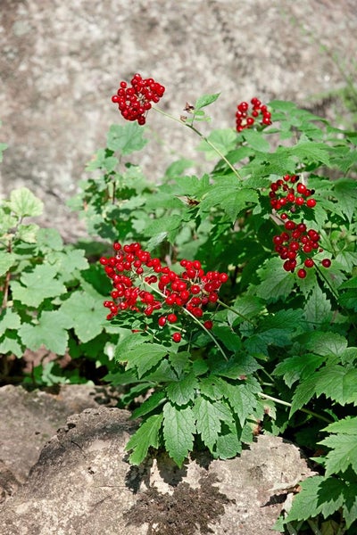 Actaea rubra, Rote Christophskraut, ca. 11x11 cm Topf