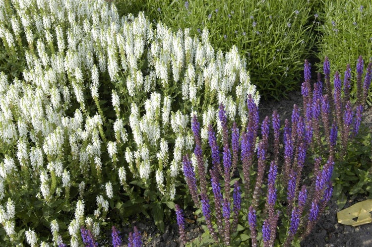 Salvia nemorosa 'Schneehügel', Steppensalbei, weiß, ca. 9x9 cm Topf