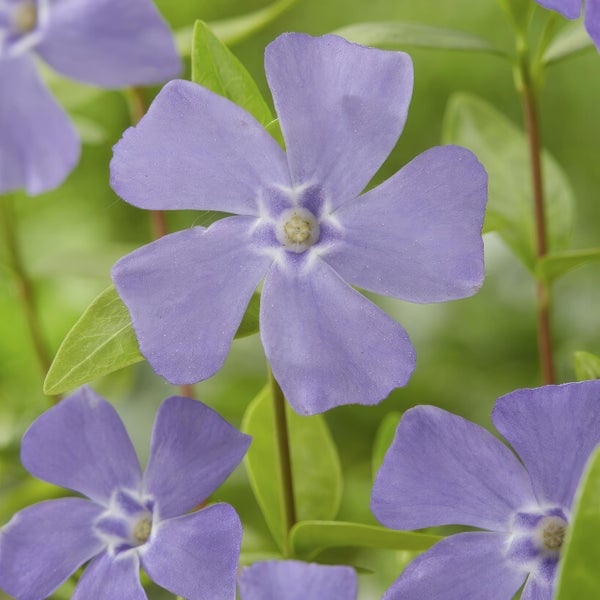 Bodendecker - Kleines Immergrün - Vinca minor - 9cm Topf - Set mit 12 Pflanzen