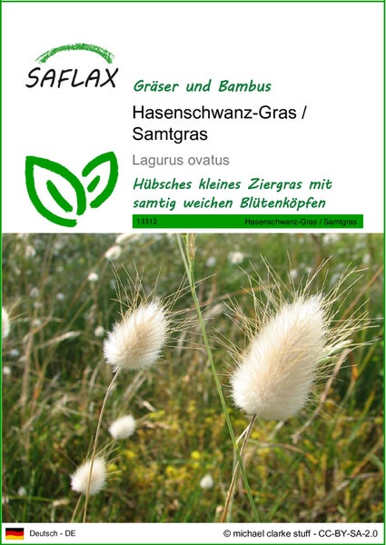 SAFLAX  - Hasenschwanz-Gras / Samtgras - Lagurus ovatus - 100 Samen