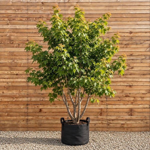 Ein Ahornbaum in einem Pflanzsack mit Henkeln vor einer Holzwand auf einem Kiesuntergrund.
