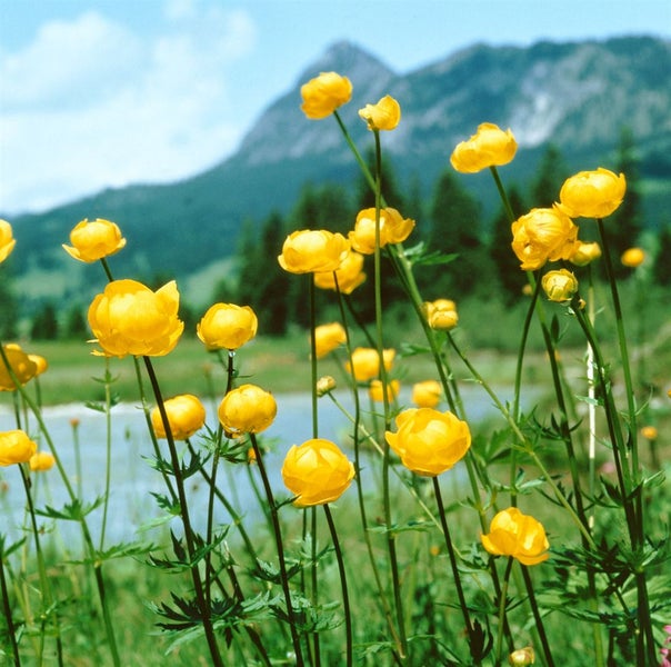 Trollius europaeus, Europäische Trollblume, gelb, ca. 9x9 cm Topf