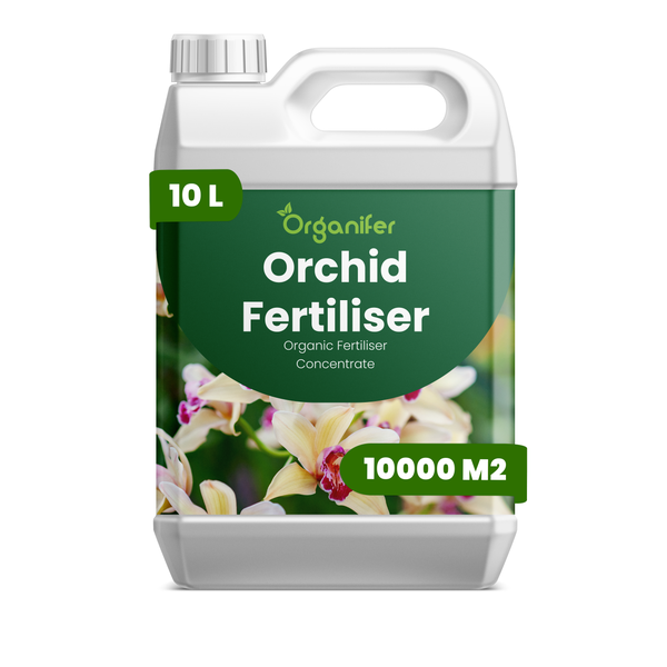 Blühende Begonie mit gefüllten Blüten und Organifer Logo.