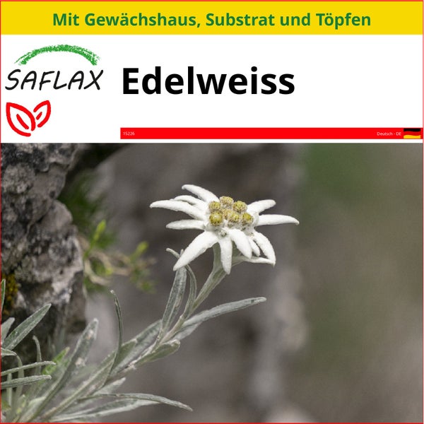 SAFLAX Anzucht Set - Edelweiss - Leontopodium alpinum - 500 Samen - Mit Mini-Gewächshaus, Anzuchtsubstrat und 2 Töpfen