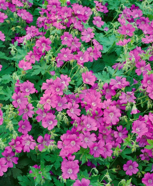 Geranium gracile 'Sirak', Storchschnabel, rosa, ca. 9x9 cm Topf