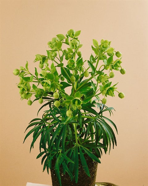Helleborus foetidus, Stinkende Nieswurz, immergrün, ca. 11x11 cm Topf
