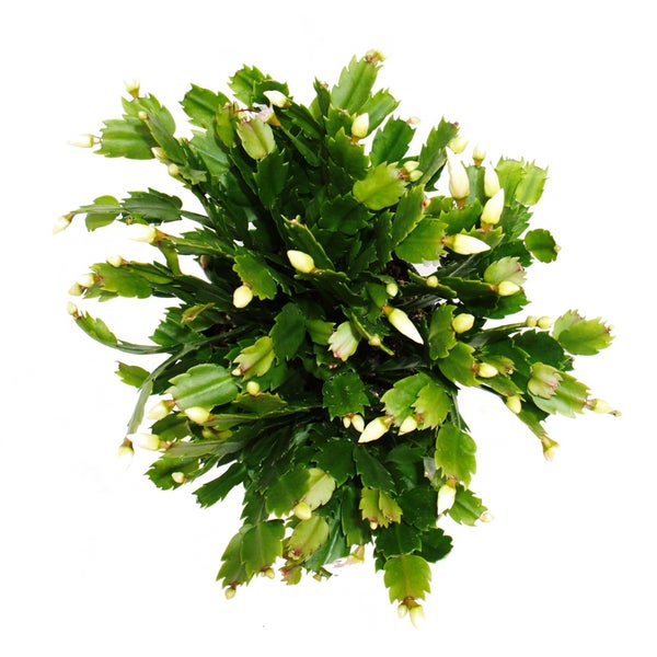 Großer Weihnachtskaktus - Schlumbergera - XXL - 17cm Topf - ca. 25-35cm hoch - weisse Blüten