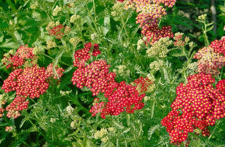 Achillea millefolium 'Paprika', Schafgarbe, rot, ca. 9x9 cm Topf