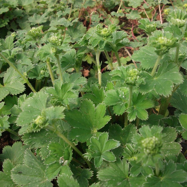 Nahaufnahme von Frauenmantel Pflanzen mit runden Blättern und Blütenknospen
