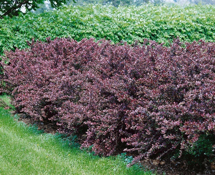 Berberis thunbergii 'Atropurpurea', Blutberberitze, purpurrot, 60–80 cm