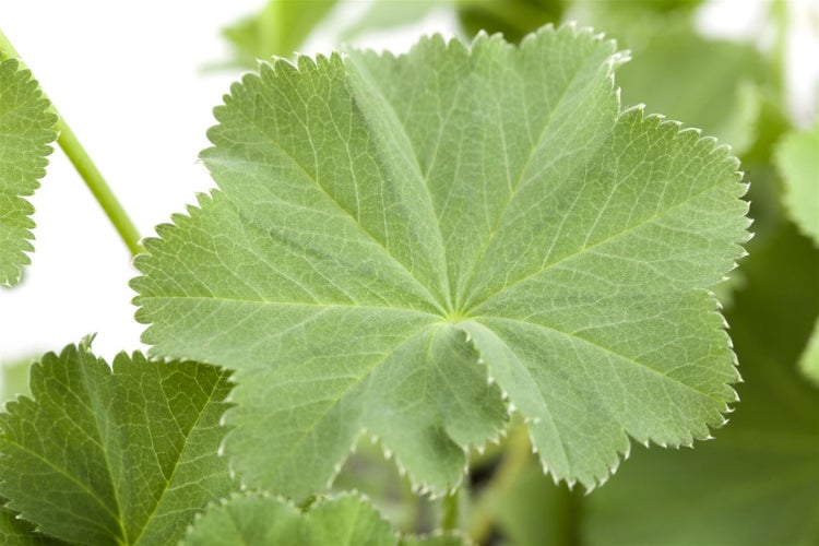 Alchemilla mollis, Frauenmantel, grünlich-gelb, ca. 9x9 cm Topf