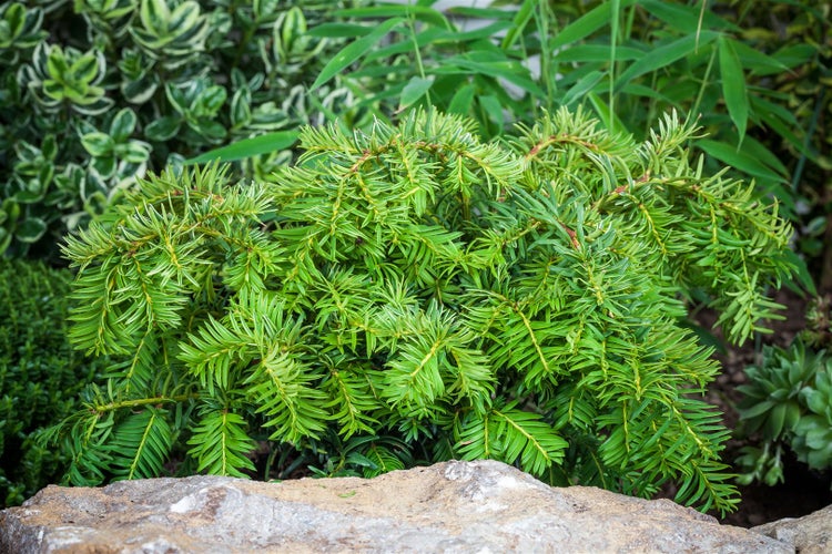 Taxus baccata 'Repandens', Eibe, flachwachsend, 15–20 cm