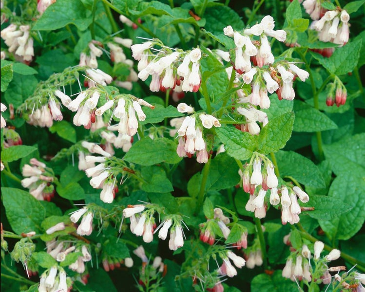 Symphytum grandiflorum 'Hidcote Pink', Beinwell, rosa, ca. 9x9 cm Topf