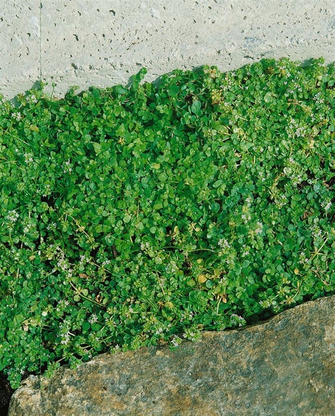 Mentha requienii, Korsische Minze, ca. 9x9 cm Topf, aromatisch