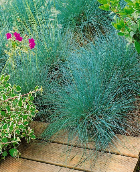 Festuca amethystina, Blauschwingel, ca. 9x9 cm Topf