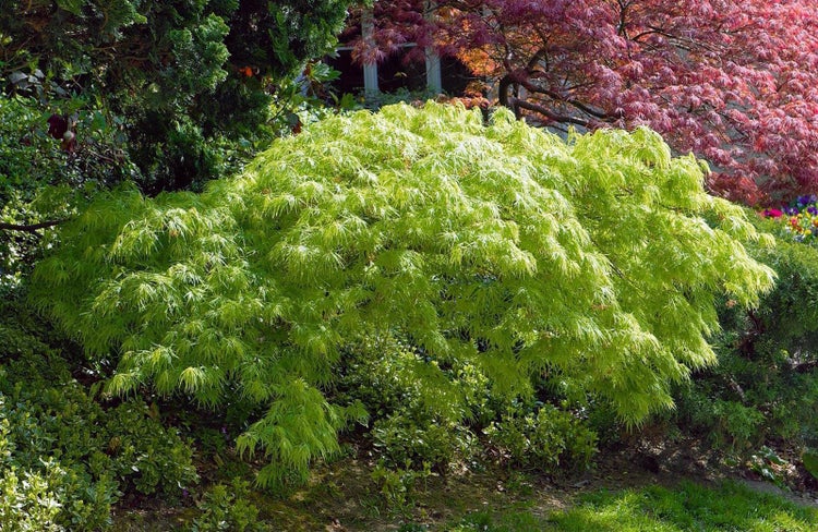 Acer palmatum 'Dissectum', Japanischer Ahorn, filigran, 50–60 cm