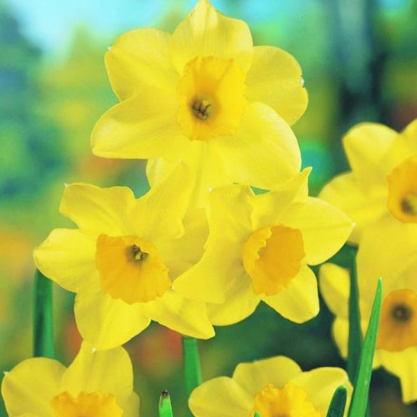 Gelbe Narzissenblüten