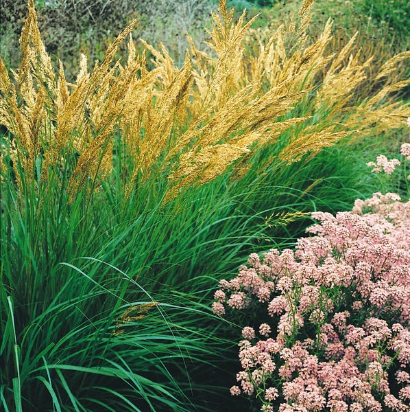 Achnatherum calamagrostis, Silberährengras, ca. 9x9 cm Topf