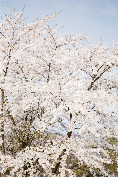 Baum mit üppigen Blüten im Frühling