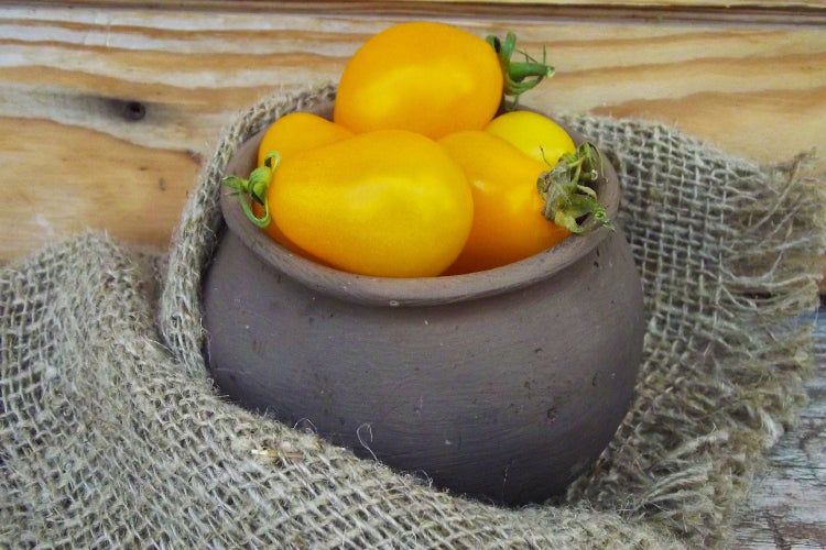SAFLAX Geschenk Set - BIO - Tomate - Yellow Submarine - Solanum lycopersicum - 10 Samen - Mit Geschenkbox, Versandaufkleber, Geschenkkarte und Anzuchtsubstrat