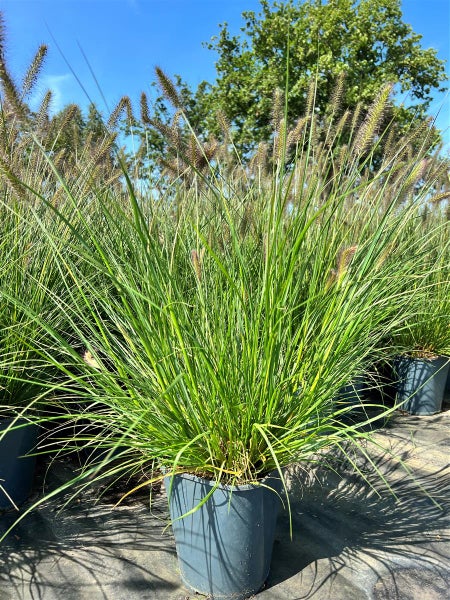 Lampenputzergras Pennisetum alopecuroides im Topf mit grünen Halmen und braunen, flauschigen Blütenständen.